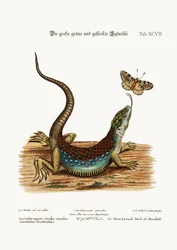 Den stora gröna och fläckiga ödlan, 1749-73